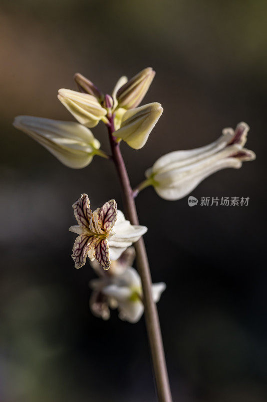 链花(Streptanthus carinatus arizonicus)是一种一年生到两年生的植物，属于芥菜科(芸苔科)，发现于索诺兰沙漠的亚利桑那高地。亚种S. carinatus arizonicus有白色到奶油色的花。